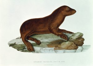 Un cachorro de león marino australiano (neophoca cinerea) ilustración de 
